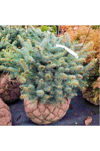 Ялина колюча Глаука Глобоза ком30кг/вис.30-40см/Ø40-45см